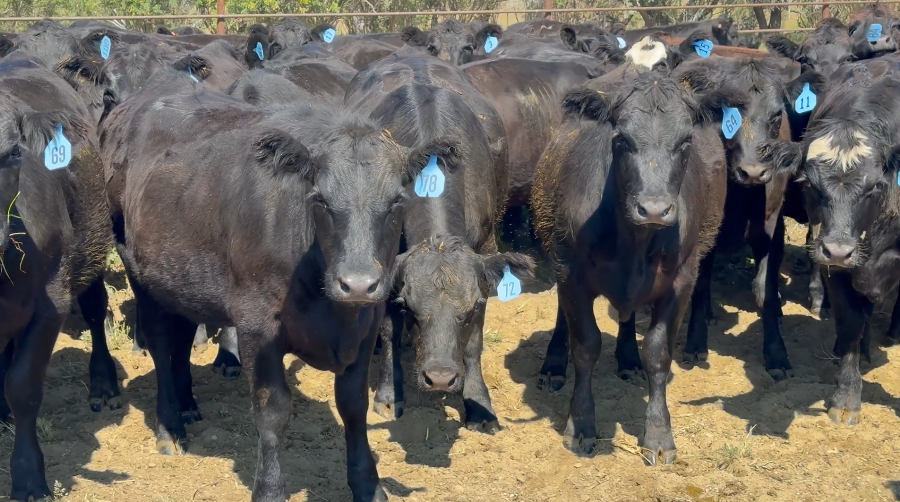 160 Black & Black Baldy Bred Heifers